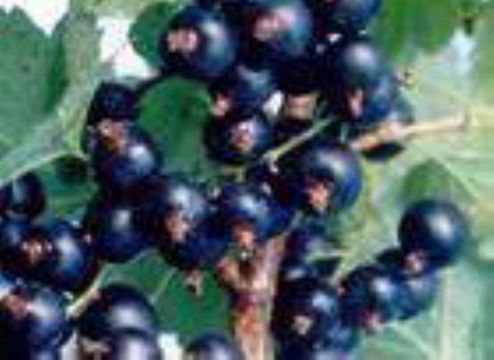 Black Currant Anthocyanin